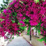 Semillas de flores, Semillas de flores silvestres de jardín, 100Pcs / Bag Semillas de buganvillas Neutral Escalada Media Sol Georgic Semillas para el patio - Rosa Rojo
