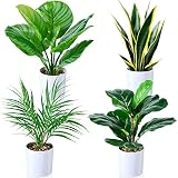 Plantas Artificiales Kazeila, 40 cm Monstera / Planta de Serpiente / Palma Areca / Planta de Rayas Verdes en Maceta para Interior Exterior casa hogar Oficina decoración Moderna (Juego de 4)