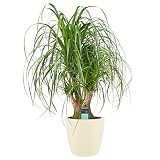 Planta de interior – Pata de Elefante en maceta crema como un conjunto – Altura: 79 cm