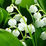 Hermosas flores cultivadas en casa,Bulbo de lirio de los valles,Flores pequeñas y delicadas,Plantar ahora,Planta decorativa mágica-5 Bulbos