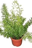Espárragos densiflorus 'Meyers' - Espárragos con hojas de helecho - Espárragos con flores densas - Cola de zorra verde - Planta interior o exterior - Plantas grandes de unos 40 cm