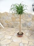 1 planta real pie de elefante / Beaucarnea 110-130 cm – absoluta Hinkucker