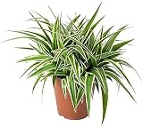 DECOALIVE Chlorophytum Planta Natural de Interior 15-20cm Cinta, Lazo de Amor o Clorofito Planta Purificadora del Aire
