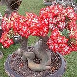 Rizoma De Rosa Del Desierto, Increíble Regalo Jardín Jardín Decoración Del Hogar Planta Bulbo Especies Raras/ Fuerte / Duradero /-2-rizoma,Rojo