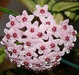 1 planta de Hoya Carnosa Tricolor flor de cera jarrón 12 cm Perenni