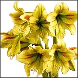 Maravíllate Con Las Fascinantes Flores、Bulbos De Amarilis、El mágico Balcón De Hojas Verdes Resistentes al frío/el valor ornamental de especies raras-1Bulbos,B
