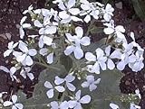 Semillas Planta de dinero Lunaria annua Sissinghurst blanca perennes