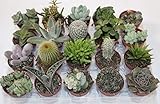 PCMOVILES 10 CACTUS NATURALES DIFERENTES EN MACETA DE 5CM