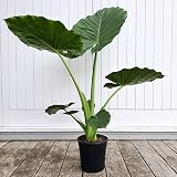 Planta de oreja de elefante Reblooms bicolor Se pueden cortar flores-5Bulbos