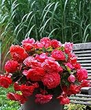 Semillas BloomGreen Co. Flor: Semillas Semillas de flores Begonias tuberosa Granja Greenary para jardÃ­n [Home Garden Semillas Eco Pack] Semillas de la planta