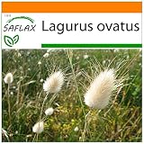 SAFLAX - Garden in the Bag - Lágrimas de la Virgen - 100 semillas - Con sustrato de cultivo en un sacchetto rigido fácil de manejar. - Lagurus ovatus