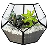 BELLE VOUS Terrario Plantas Negro Geométrico - Caja de Cristal Exhibir en Interiores – Suculentas, Plantas de Aire, Flores, Musgo de Helecho Delicado, Cactus – Decoración Mesa o Repisa en el Hogar