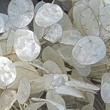 Semillas de flor blanca Planta de dinero (Lunaria Biennis) + 50 Semillas