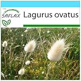 SAFLAX - Set regalo - Lágrimas de la Virgen - 100 semillas - Con caja regalo/envío, etiqueta para envío, tarjeta de felicitación y sustrato de cultivo y fertilizante - Lagurus ovatus