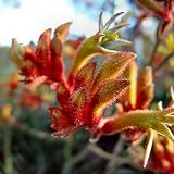 200 unids color mezclado anigozanthos semillas, canguro pata flor planta jardín decoración para plantar jardín patio al aire libre 1 Semillas de anigozanthos