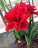 Bulbos De Amarilis, La Amarilis Es De Un Color Magnífico Y Un Aroma Encantador, Y Es De Alto Valor Ornamental Cuando Las Flores Están En Flor.-3-Amaryllis,Rojo-