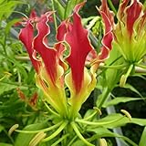 Plant World Seeds - Gloriosa Rothschildiana Seeds