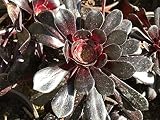 seedsown Aeonium arboreum 'Zwartkop' SucculentRose e-Root 2 a 4 Pulgadas Plant