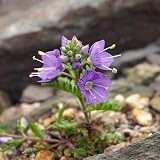 Plant World Seeds - Veronica Schmidtiana Nana Seeds