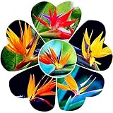 Benoon Strelitzia Seeds, 100Pcs / Bag Strelitzia Seeds Bonito Bricolaje Color Mezclado Reginae Planta En Maceta Semillas De Flores Para El Hogar Semilla de ave del paraíso