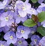 50+ semillas Veronica arrastramiento Speedwell azul de flores/Perenne