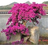 Rojo: 50 semillas/Pac Ktop vendiendo coloridas buganvillas Spectabilis Willd Semillas Bonsai Plant Flower Seeds Perennial Bougainvillea Seed