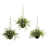 Casi Natural 6742-S3 Ruscus Sedum Springeri Cesta Colgante, Verde, Juego de 3
