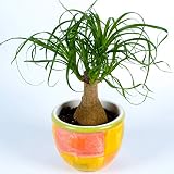 40-50 cm Beaucarnea Recurvata Robusta Planta de Interior para Hogar u Oficina maceta