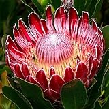 20 Unids/Bolsa Sugarbushes Seeds Evergreen Fantastic Red Bonsai Garden Flower Seeds Para Home Plant Semillas De Jardín Semillas de Protea Cynaroides