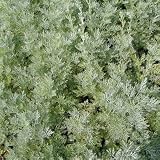 AJENJO - Artemisia absinthium - kräuterpflanze