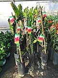 Arbol de Pitaya, Fruta del Dragón, Pitahaya Alt Aprox. 1,50m