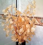 ¡Promoción! flores de plata de 2016 Semillas de hierbas ventilador 100PCS Lunaria annua flores semillas raras jardín Hogar Bonsai de plantación