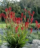 zumari 45pcs anigozanthos flavidus semillas de plantas de pata de canguro rojo