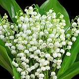 Plantas Perennes,Hierbas Perennes,Jardines,Adaptable,Flores Florecientes,Bulbos De Lirio De Los Valles,PlantacióN De Jardines,Flores Verdes-10 Bulbos,d