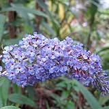 Buddleja Davidii Adonis Blue Adonis - Cajonera para plantas (30-40 cm), diseño de arbusto de mariposa