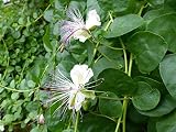 Alcaparras arbusto, Flinders rosa - semilla