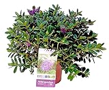 Flores de Botanicly – 2 × Veronica – Altura: 50 cm – Hebe Veronica