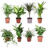Jungle Pack DECOALIVE Set de 8 Plantas de Interior Naturales Todas Diferentes