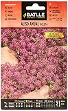 Aliso Anual VIOLETA