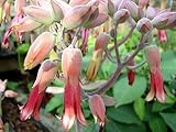 zumari 15pcs BURRO OREJAS Kalanchoe Gastonis Bonnieri semillas de plantas