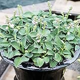 Hosta Planta decorativa Plantas de exterior Planta perenne Planta natural 1x Rizoma Hosta Blue Mouse Ears