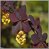 15 Semillas de Agracejo Rojo (Berberis vulgaris)