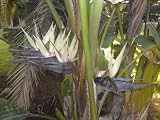 ave del paraíso GIGANTE flor blanca, planta de la casa 7 semillas