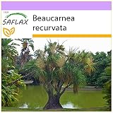 SAFLAX - Pata de elefante - 10 semillas - Beaucarnea recurvata