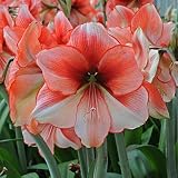 Rosa Blanco-Bulbos Amarilis,Bulbos de Amaryllis,Gran Amor Por Las Plantas,Creciendo En Tu Jardín, Natural, Muchos Colores-1 Bulbo,1