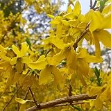 50 piezas semillas de forsytia semillas de arbusto perenne para plantar al aire libre Aroma encantador que atrae mariposas paisaje único de jardinería