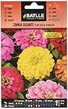 Zinnia GIGANTE flor DALIA vda