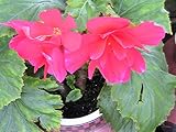 Shy Pink Begonia tuberosa Semillas cesta colgante PLANTA