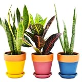 Lebensfrohh - Juego de 3 Macetas de Terracota con Agujeros de Drenaje y Bandejas - Hogar y Jardín, Plantas, Flores y Hierbas de Interior y Exterior