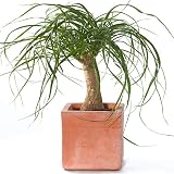 Beaucarnea Recurvata 40-50cm Planta Palmera Pata de Elefante en Maceta para Hogar u Oficina